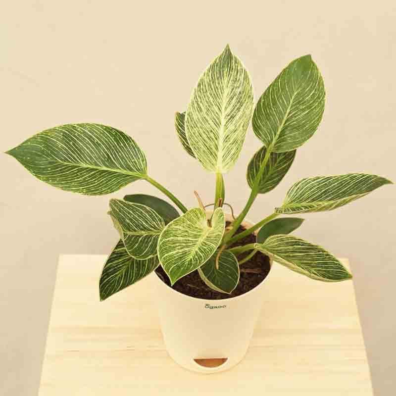Ugaoo Philodendron Birkin Plant - Medium media 3