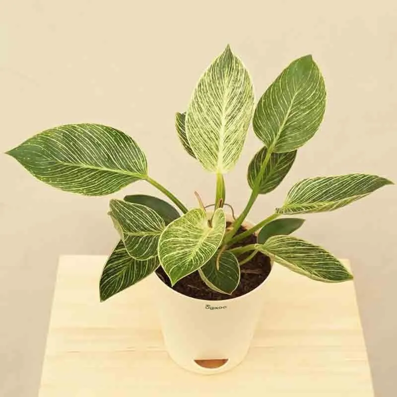 Ugaoo Philodendron Birkin Plant - Medium media 3
