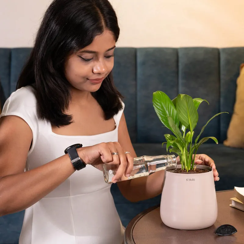 Kyari Spathiphyllum With Metal Self Watering Pot - Beige - 3