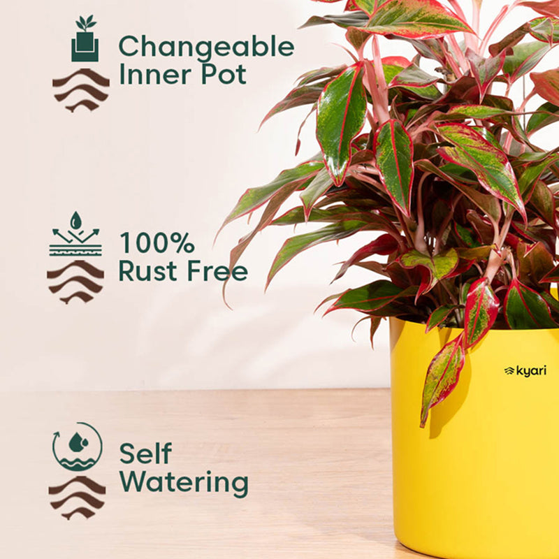 Kyari Zen Yellow Metal Planter media 3
