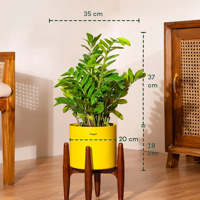 Kyari Green ZZ Plant With Metal Self Watering Pot (Yellow) media 5
