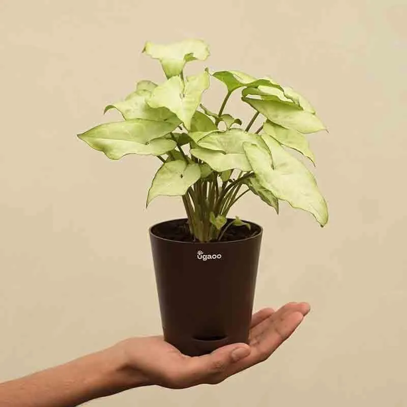 Ugaoo Syngonium White Butterfly Plant media 3