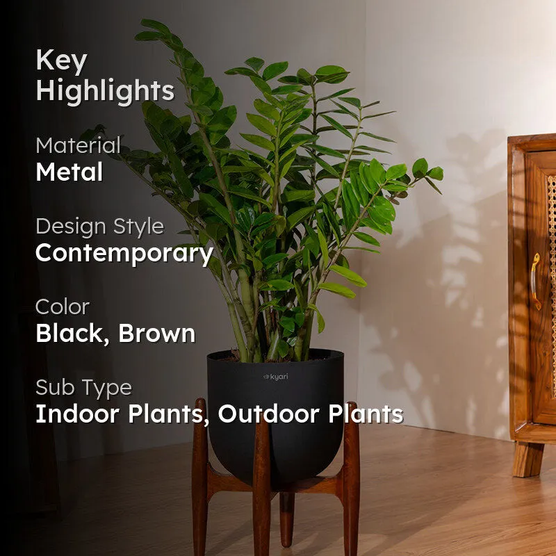 Kyari Green ZZ Plant With Metal Self Watering Pot - Black - 2