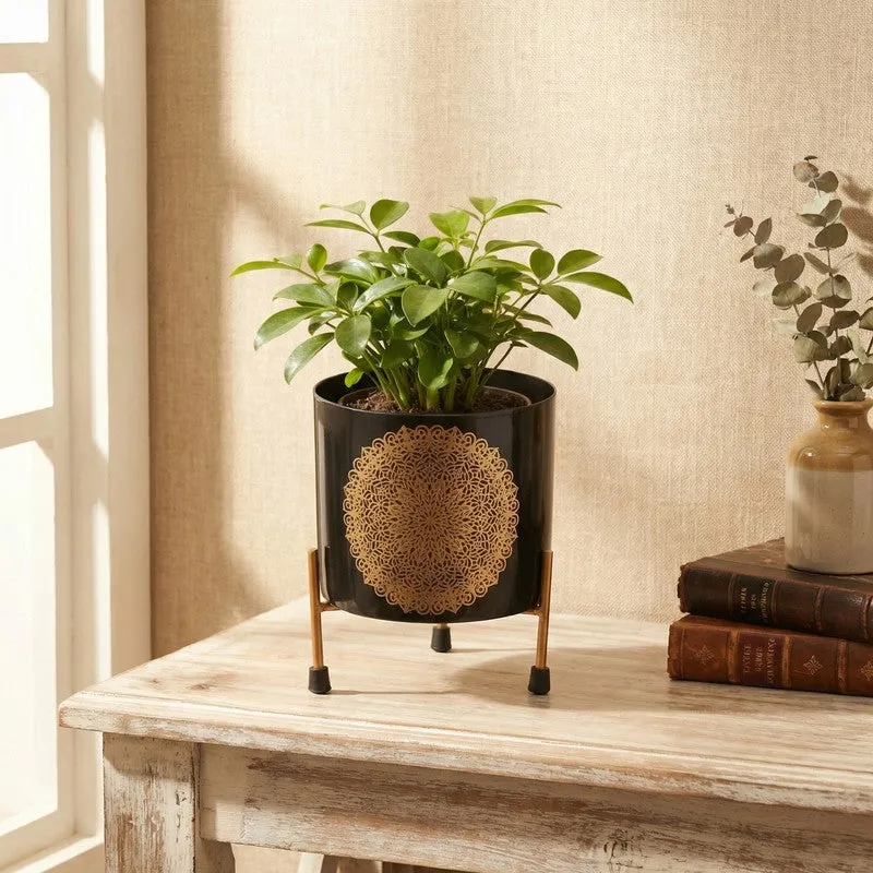 Botanique Metal Planters With Stand - Two Piece Set media 8