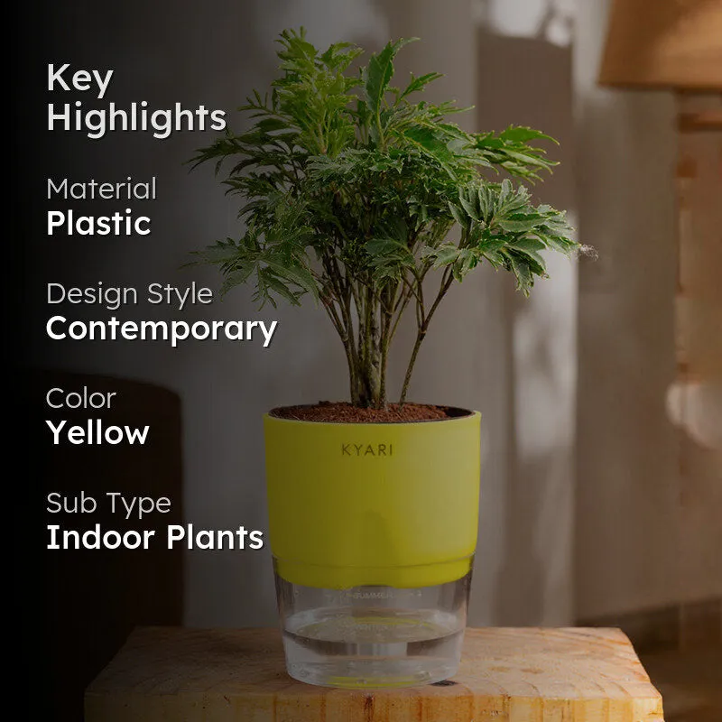Kyari Aralia Plant With Self Watering Pot (Yellow) - 18 cm media 2