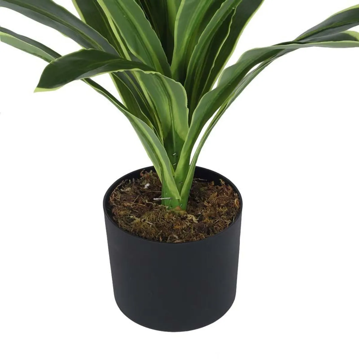 Close-up of green Dracaena leaves above the black plastic pot