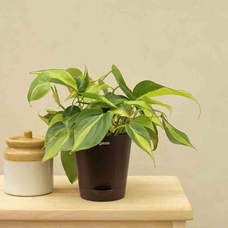 Ugaoo Philodendron Brasil Plant media 6