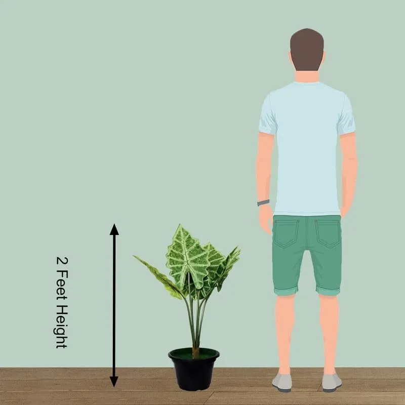 HomeBloom Artificial Alocasia Plant With Black Plastic Pot - 2 Feet media 7