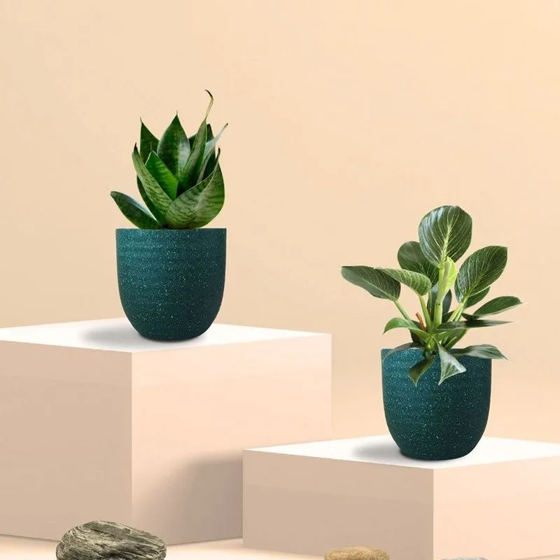 Greenkin Birkin & Snake Live Plants (Green) - Set Of Two media 3
