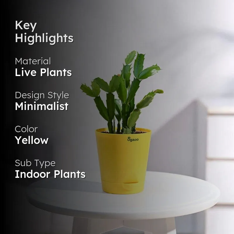 Ugaoo Christmas Cactus With Self Watering Pot media 2