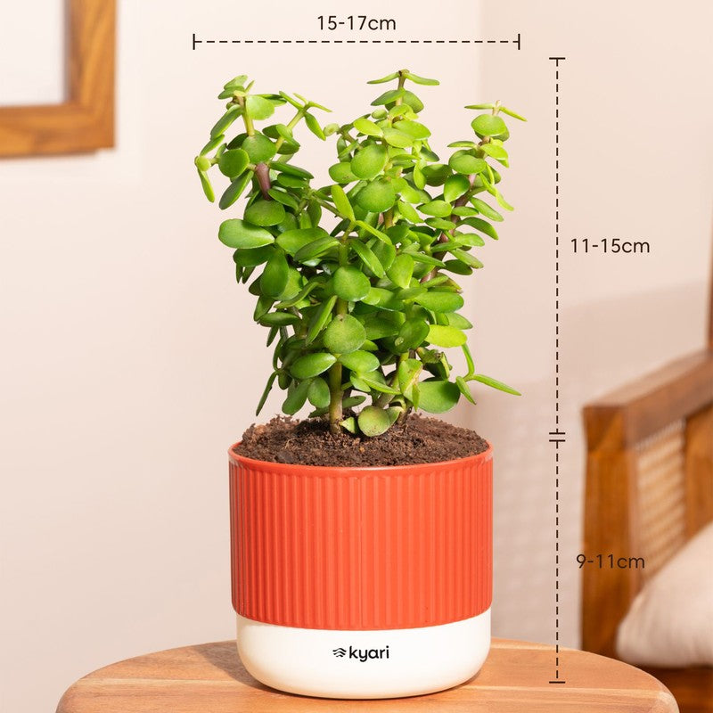 Kyari Jade Plant with Self Watering Pot - Red media 7