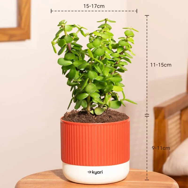 Kyari Jade Plant with Self Watering Pot - Red media 7