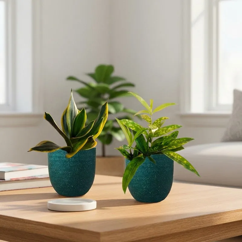 Greenkin Bamboo & Golden Snake Live Plants (Green) - Set Of Two media 1