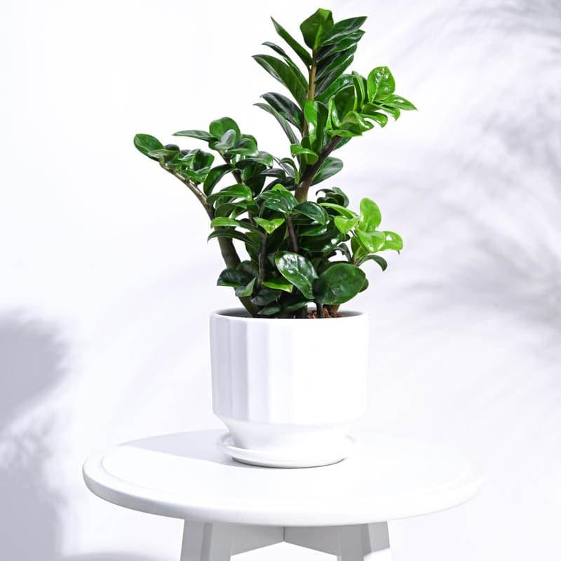 Lexie Ceramic Planter - White media 3