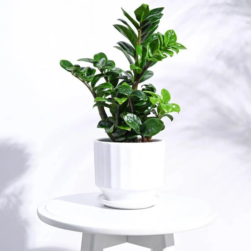 Lexie Ceramic Planter - White media 3