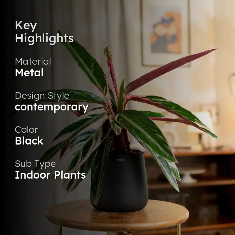 Kyari Calathea Triostar With Metal Self Watering Pot - Black media 2