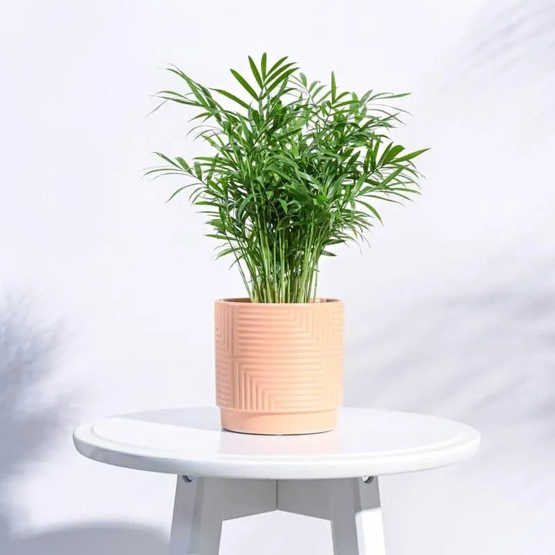 Micola Ceramic Planter - Peach media 3