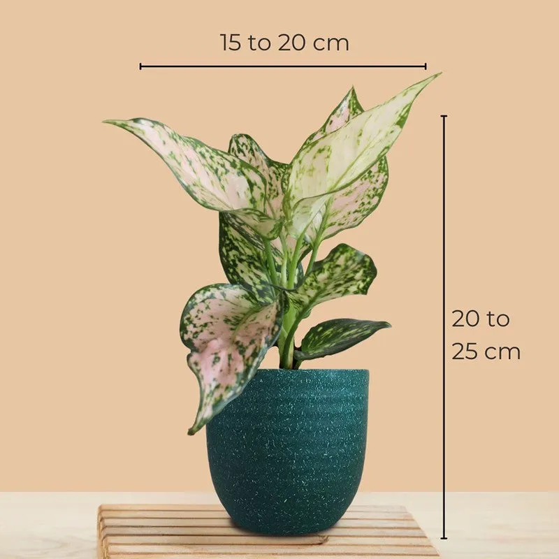 Greenkin Aglaonema Wishes & Lily Live Plants (Green) - Set Of Two media 10