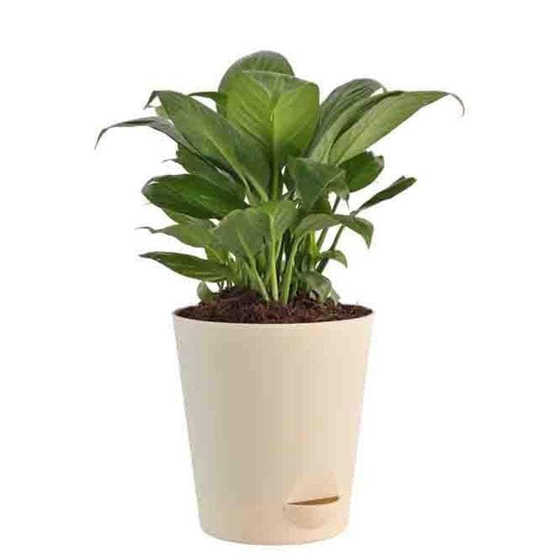 Ugaoo Air Purifying Plant Bundle - ZZ, Peace Lily media 4