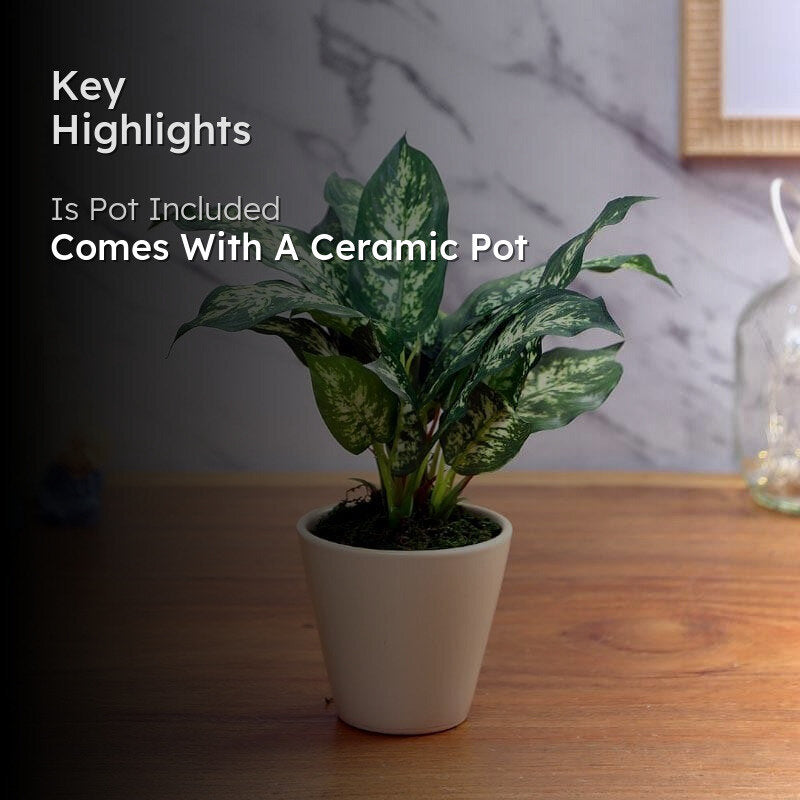 Faux Dieffenbachia Bonsai In Ceramic Pot (26 cms) - Patched Green media 2