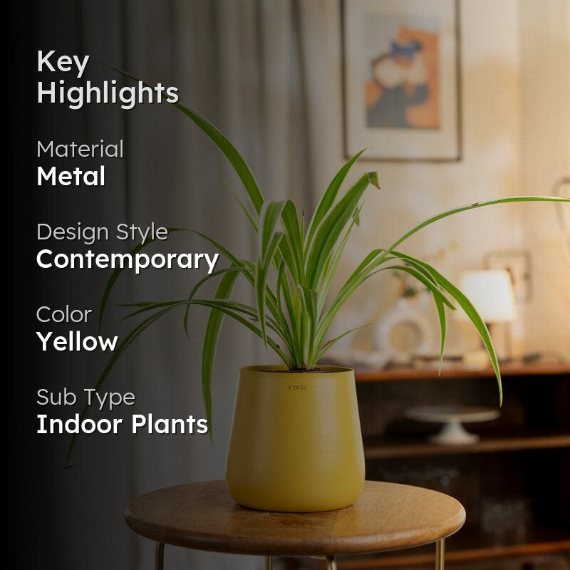 Kyari Spider Plant With Metal Self Watering Pot - Yellow media 2