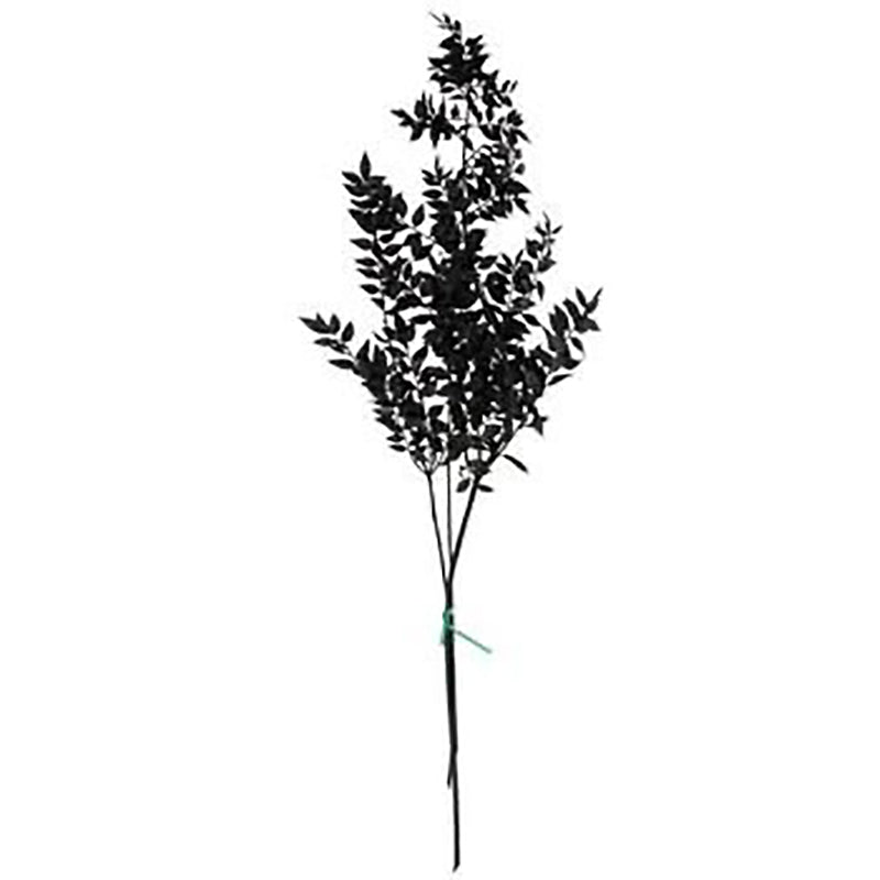 Dried Ruscus Bunch (Black) - Set Of Three media 8