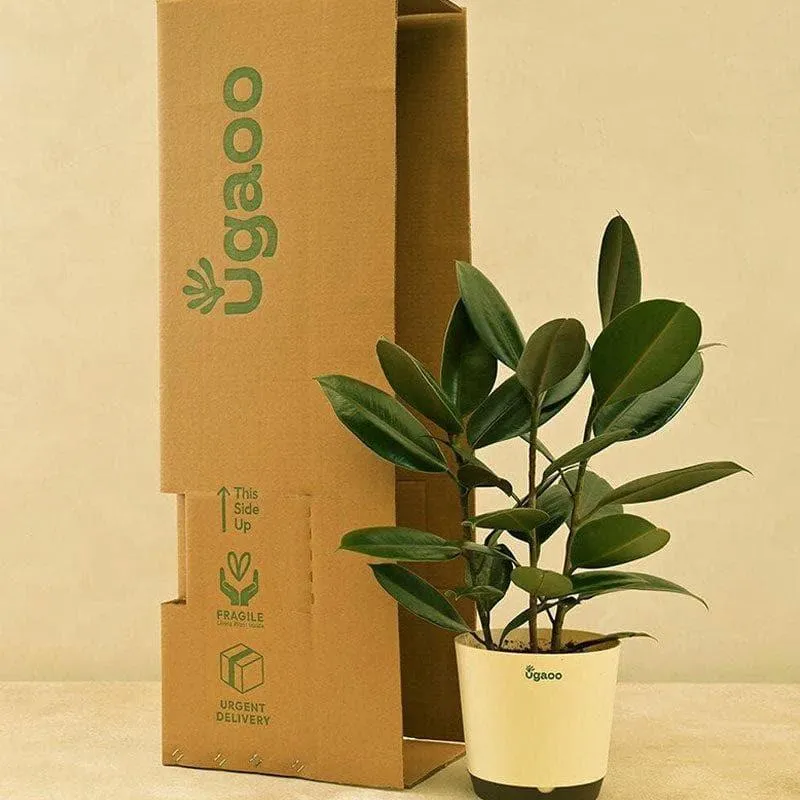 Ugaoo Air Purifying Rubber Plant With Self Watering Pot media 5