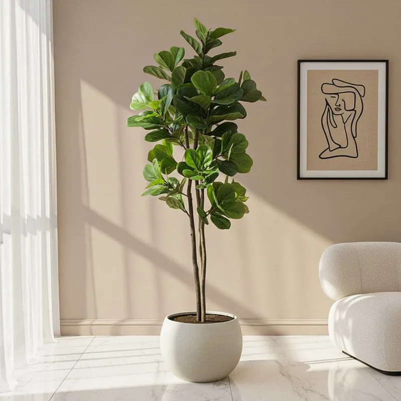 Tropella Fiddle Fig Plant Wit Pot - 5.9 ft media 1