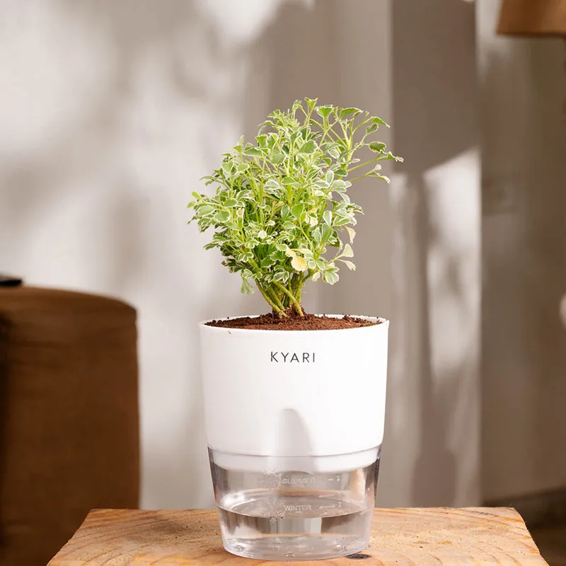 Kyari Aralia Variegated With Self Watering Pot - White media 1