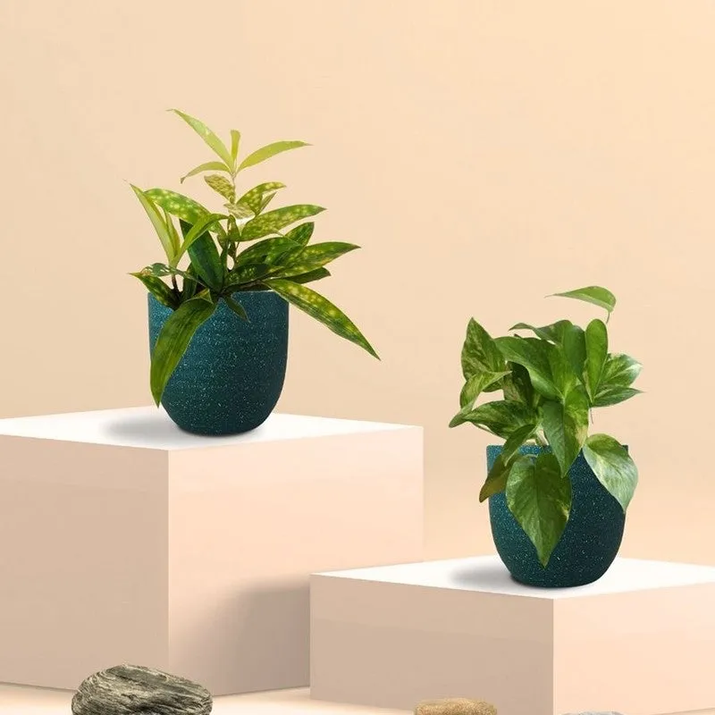 Greenkin Bamboo & Gold King Live Plants (Green) - Set Of Two media 3