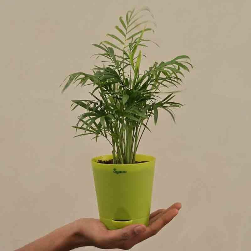 Ugaoo Bamboo Palm Plant media 6