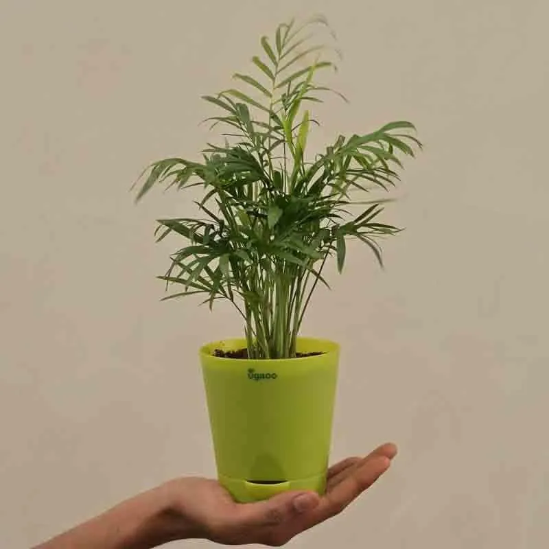 Ugaoo Bamboo Palm Plant media 6