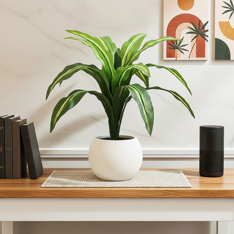 Edoras Artificial Dracaena Plant With Black Plastic Pot - 2.5 Feet