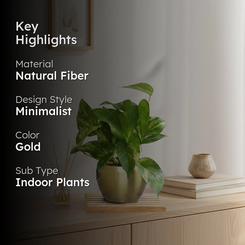 Greenkin Money Plant Gold King Live Plant media 2