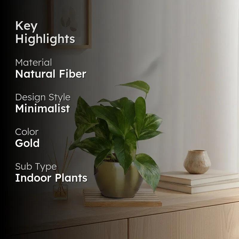 Greenkin Money Plant Gold King Live Plant media 2