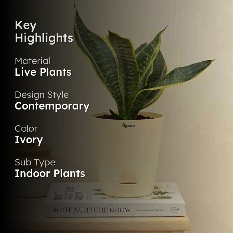 Ugaoo Snake Plant - Futura Superba media 2