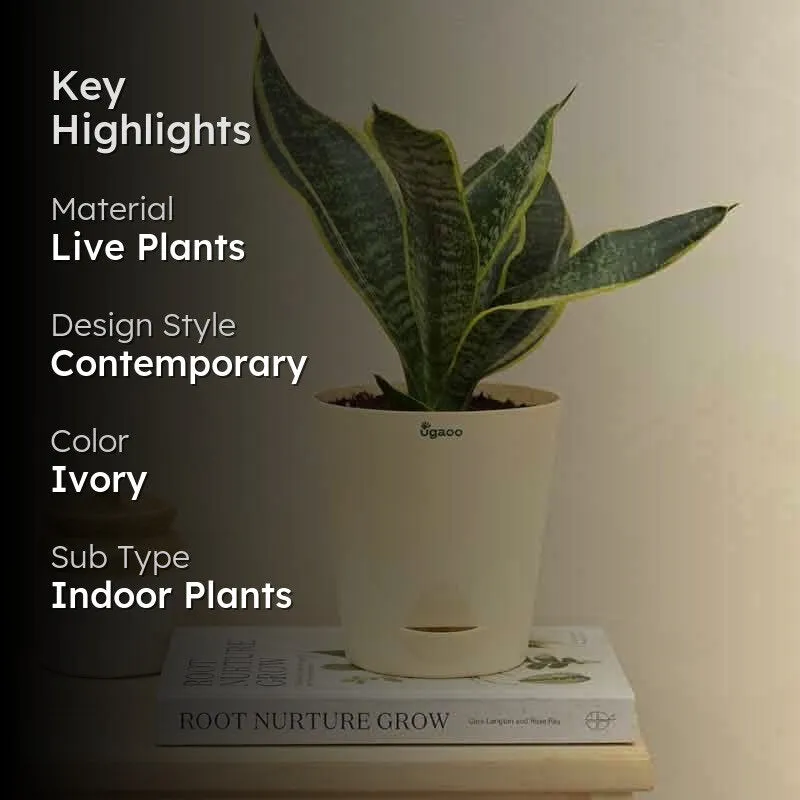 Ugaoo Snake Plant - Futura Superba media 2