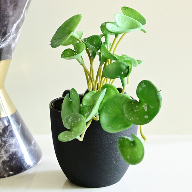 Pennelle Artificial Leaf Pennywort With Black Plastic Pot (Green) - 13 cm media 3