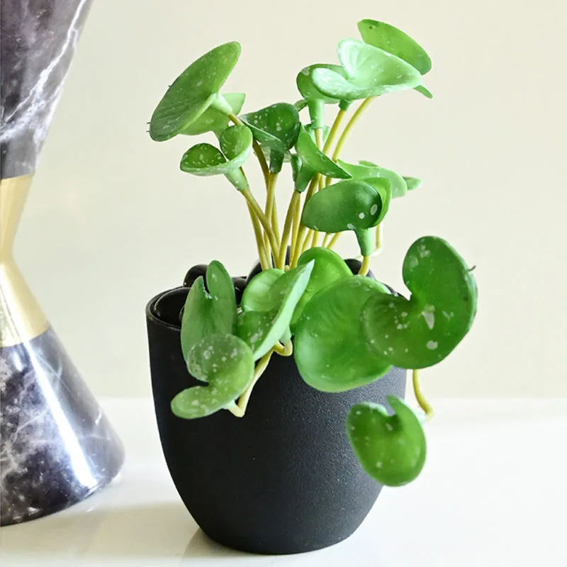 Pennelle Artificial Leaf Pennywort With Black Plastic Pot (Green) - 13 cm media 3