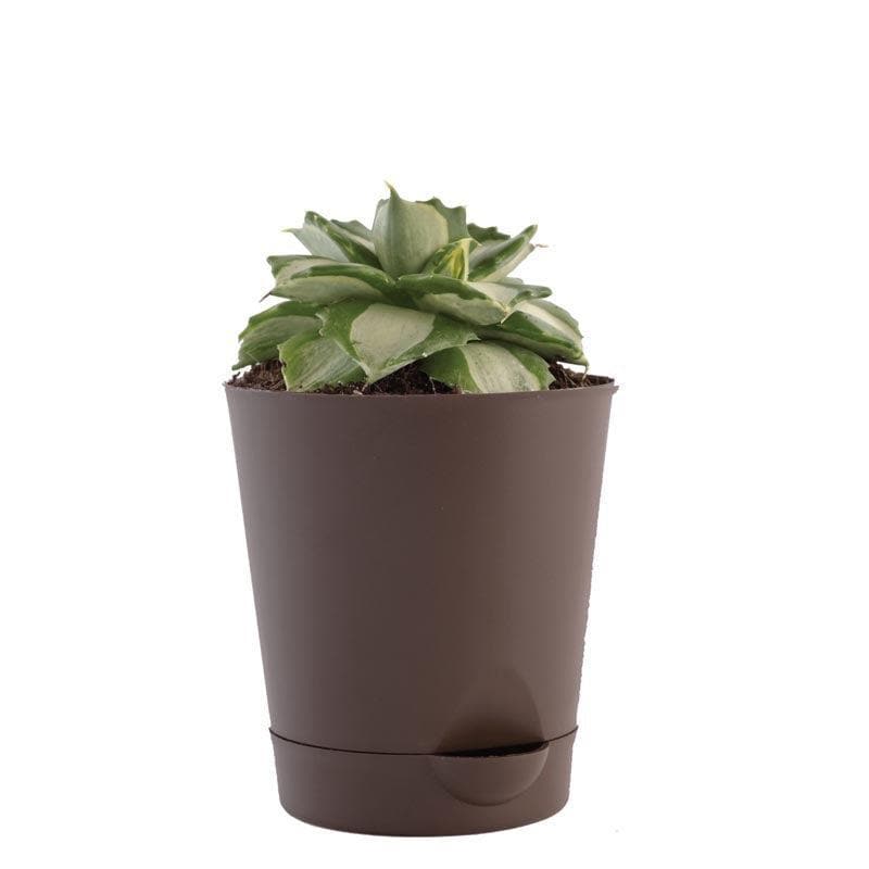 Ugaoo Agave Tropicana Plant media 3