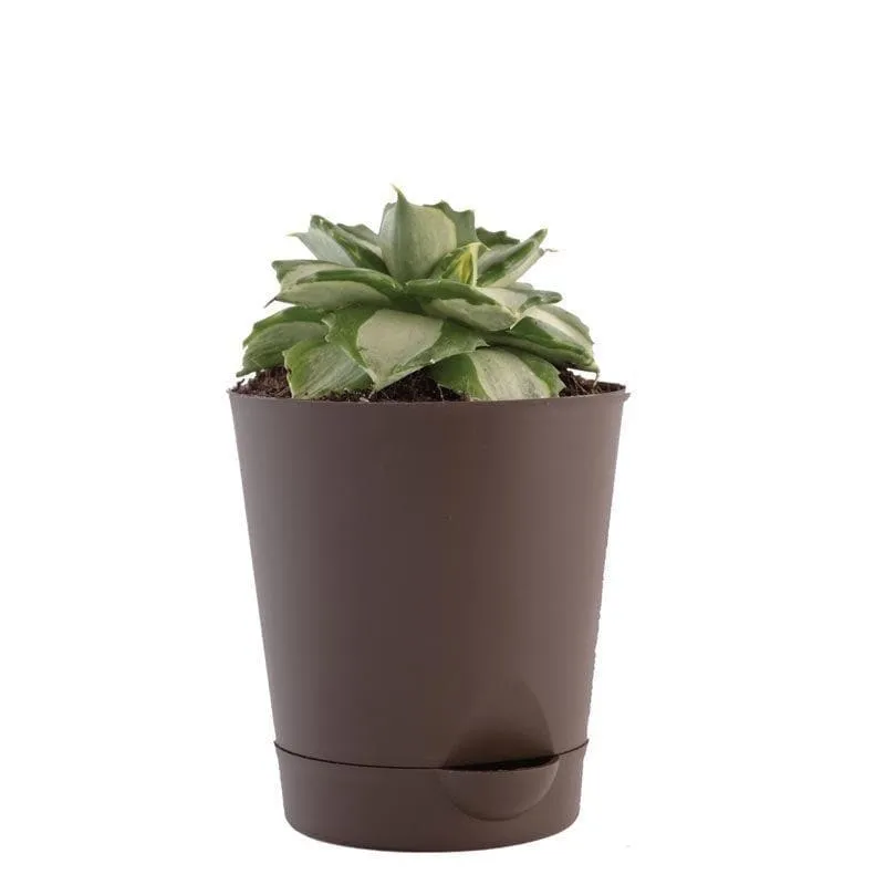 Ugaoo Agave Tropicana Plant media 3