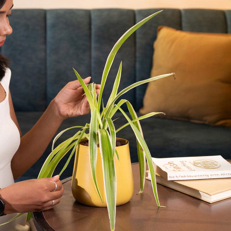 Kyari Spider Plant With Metal Self Watering Pot - Yellow media 4