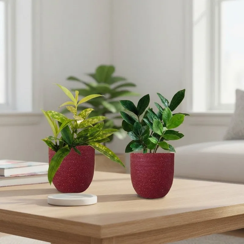 Greenkin ZZ & Bamboo Live Plants (Red) - Set Of Two media 1