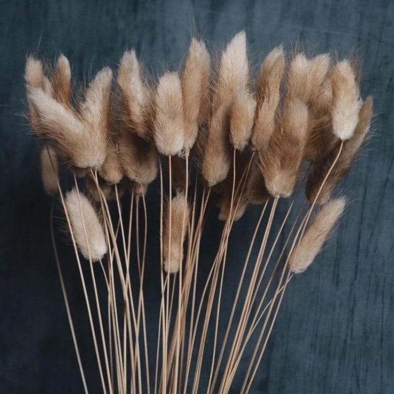 Naturally Dried Bunny Tail Stems (Beige) - Set of Thirty media 3
