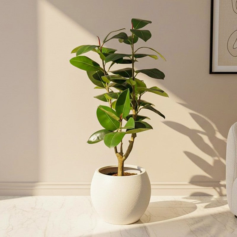 Verdiq Artificial Rubber Plant With Black Plastic Pot - 5 Feet