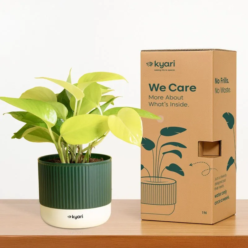 Kyari Money Plant with Self Watering Pot - Green - 6