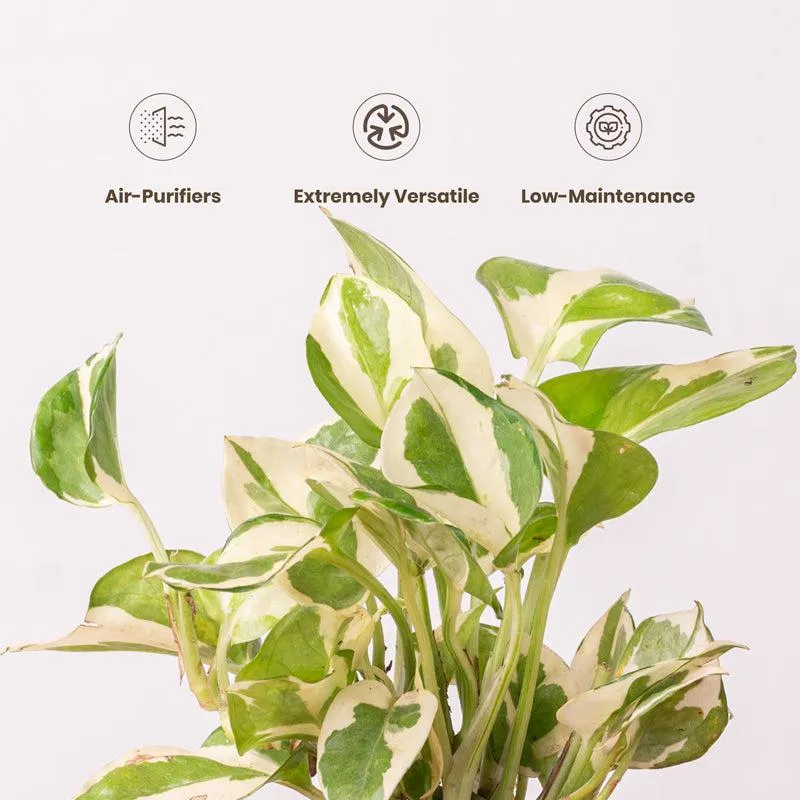 Kyari Money Plant With Self Watering Pot - White media 4