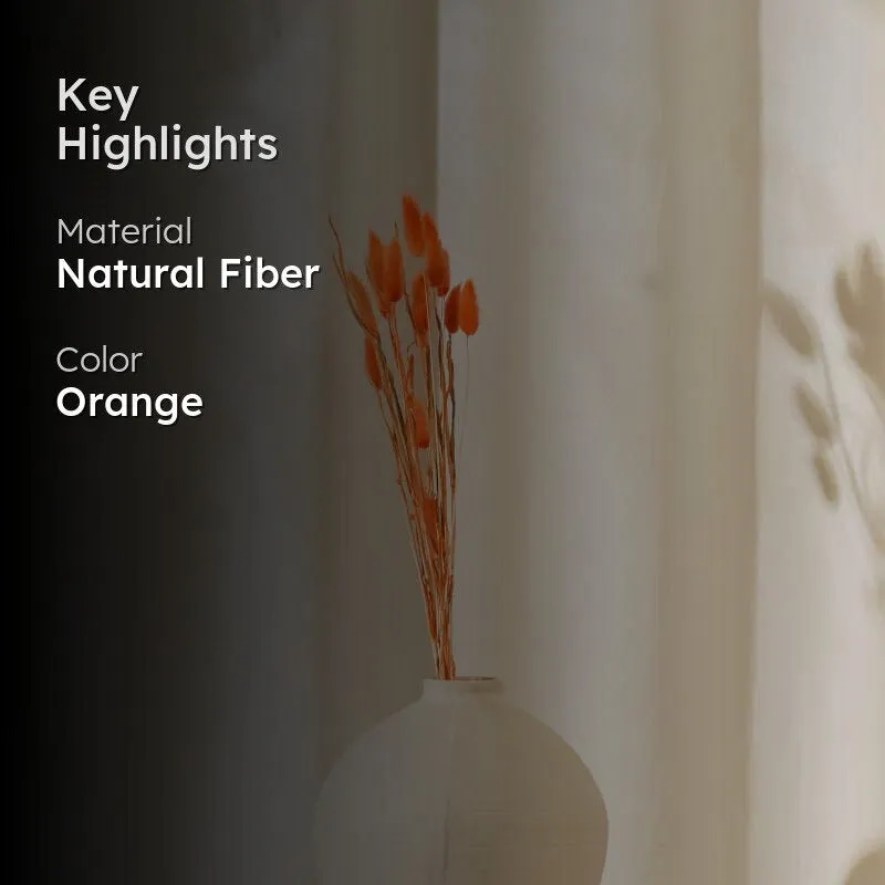 Bunny Tail Ornamental Grass (60 cms) - Orange media 2