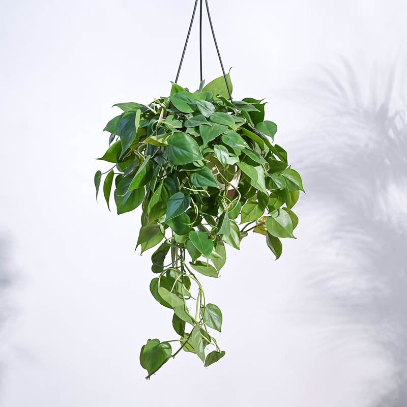 Ugaoo Philodendron Oxycardium Green With Hanging Pot media 3