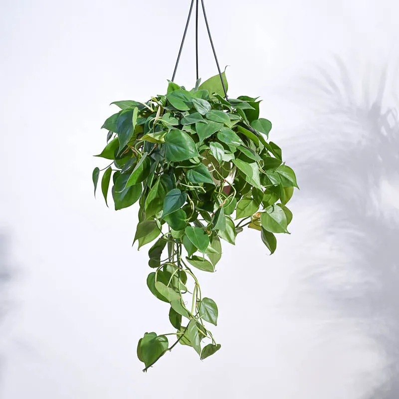 Ugaoo Philodendron Oxycardium Green With Hanging Pot media 3